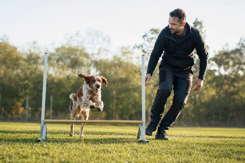 Ein Bretonischer Vorstehhund trainiert mit seinem Besitzer über eine kleine Hundehürde auf dem Hundeplatz.