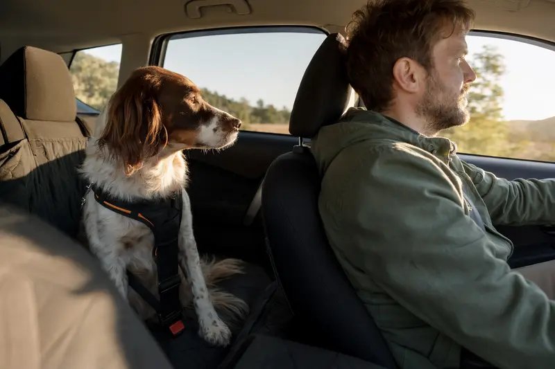 Ein Bretonischer Vorstehhund sitzt sicher angeschnallt auf der Rückbank eines Autos, während das Sonnenlicht durch das Fenster scheint.