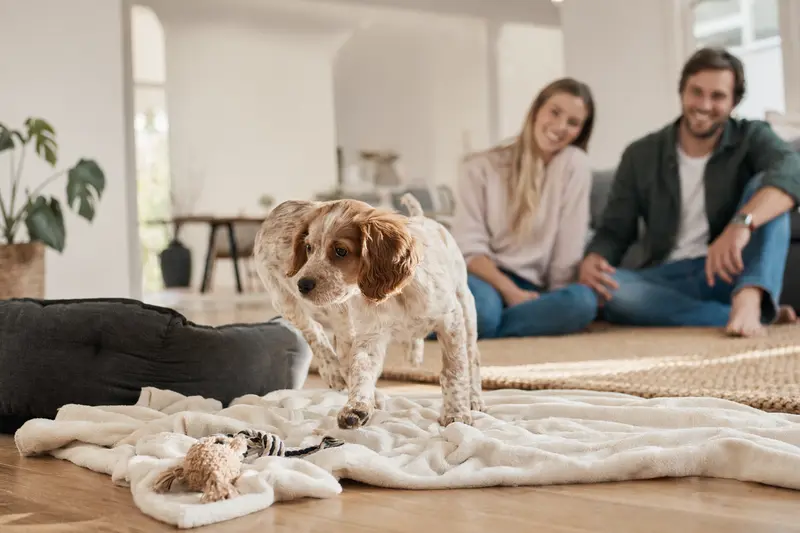 Ein neugieriger Bretonischer Vorstehhund Welpe erkundet sein neues Zuhause mit einer weichen Decke und Spielzeug.