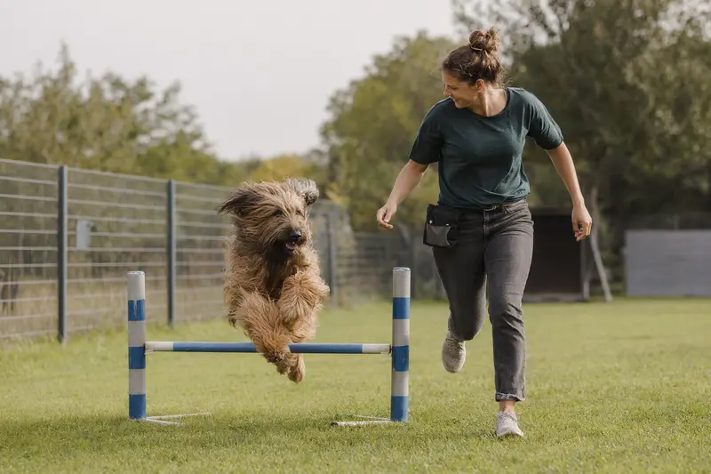 Ein Briard trainiert mit seinem Besitzer an einer kleinen Hürde auf dem Hundeplatz und wirkt dabei freudig und konzentriert.