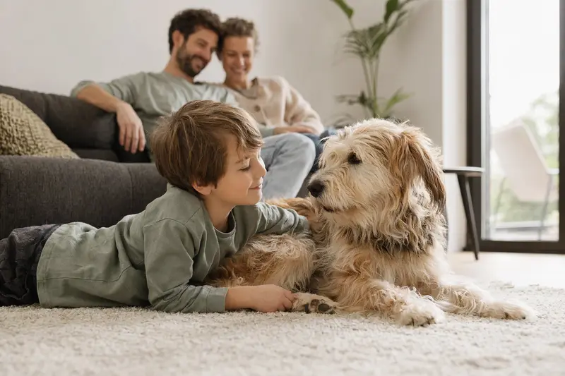 Ein Briquet Griffon Vendeen Hund liegt entspannt neben einem Kind im Wohnzimmer und vermittelt ein Gefühl von Sicherheit und Vertrauen in der Familie.