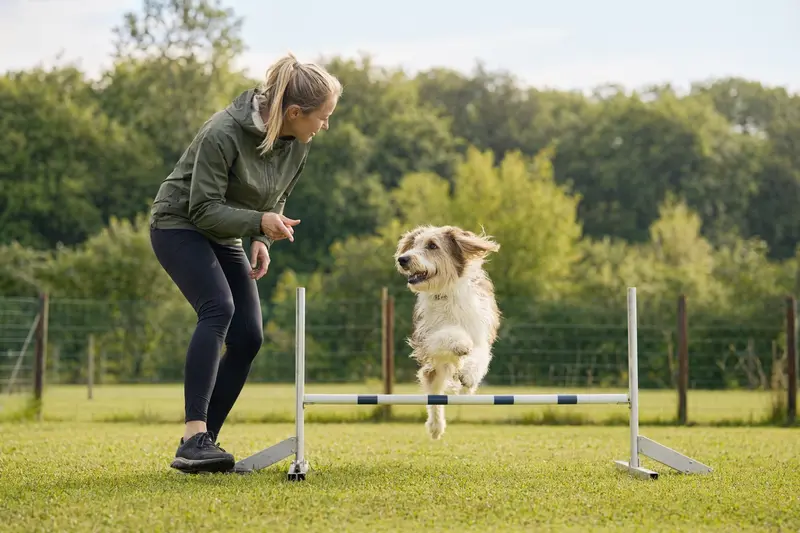 Ein aktiver Briquet Griffon Vendeen trainiert mit seinem Besitzer über eine kleine Hürde auf dem Hundeplatz, bei sonnigem Wetter und in sportlicher, sicherer Stimmung.