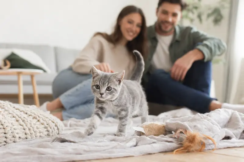 Ein neugieriges Britisch Kurzhaar Katzen Kitten erkundet seine neue Umgebung mit Spielzeug und einer liebevollen Familie im Hintergrund.