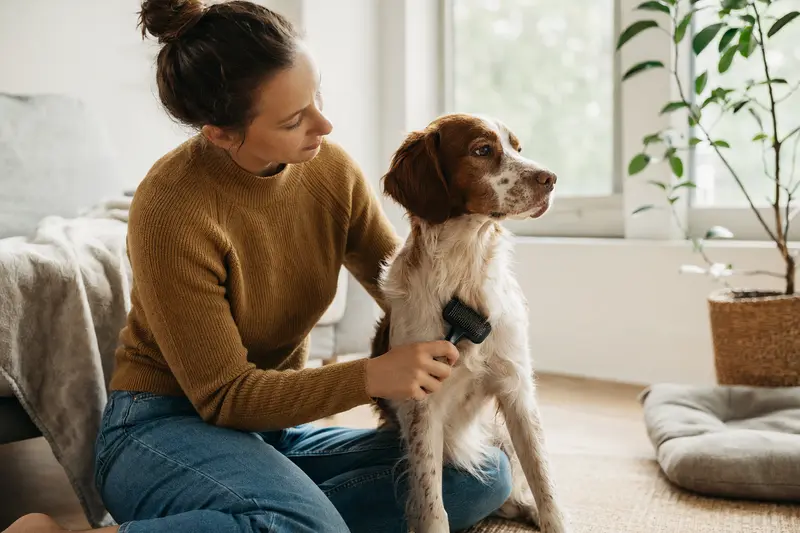 Ein Brittany Hund wird zuhause liebevoll gebürstet, was die regelmäßige Fellpflege und verantwortungsvolle Hundegesundheit zeigt.