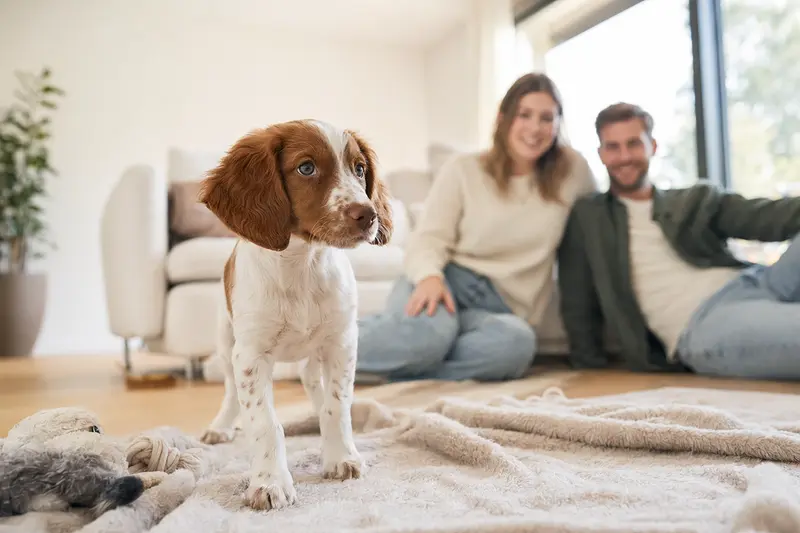 Ein junger Brittany Welpe erkundet neugierig seine neue Umgebung mit einer weichen Decke und Spielzeugen vor einer liebevollen Familie.