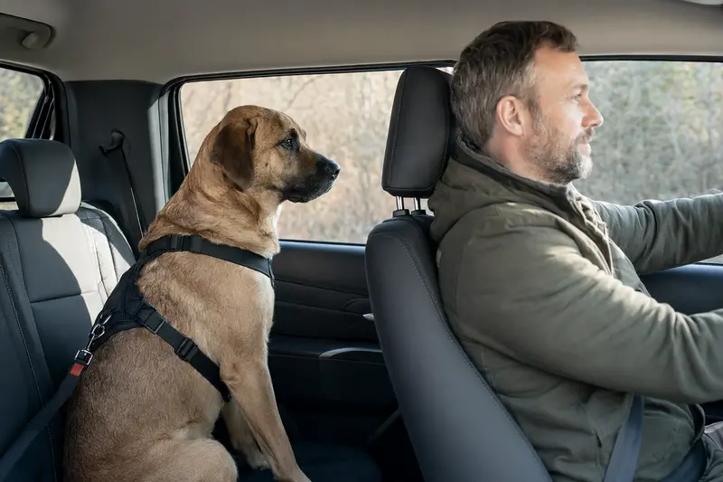 Ein Broholmer Hund sitzt sicher angeschnallt auf der Rückbank eines Autos, während sein Besitzer ruhig fährt.