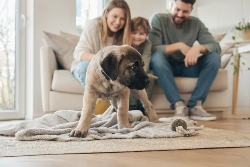 Ein junger Broholmer Welpe erkundet neugierig seine helle, freundliche Wohnung mit Spielzeug und einer liebevollen Familie im Hintergrund.