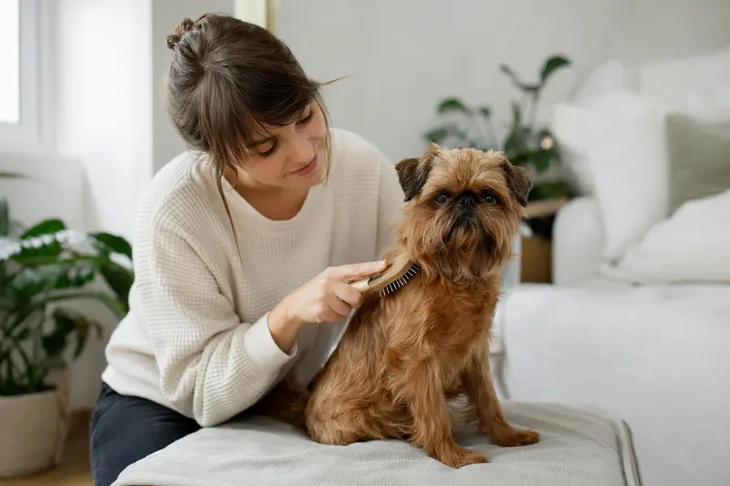 Ein Brüsseler Griffon wird in einer hellen Wohnung liebevoll gebürstet und gepflegt.