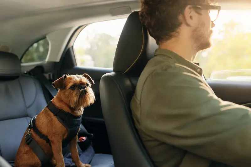 Ein Brüsseler Griffon sitzt sicher angeschnallt auf der Rückbank eines Autos und genießt die Fahrt bei Sonnenschein.