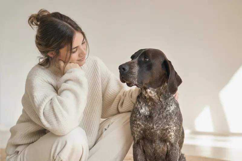 Ein aufmerksamer Bruno du Jura Hund steht in natürlicher Haltung vor hellem, neutralem Hintergrund.