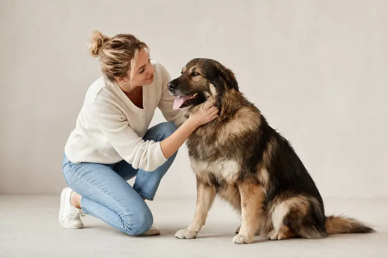 Bulgarischer Schäferhund in aufmerksamem Stand vor hellem Hintergrund, als professionelles Hundeporträt mit klaren Details.