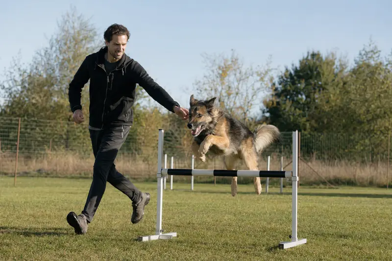 Ein Bulgarischer Schäferhund absolviert mit seinem Besitzer auf dem Hundeplatz eine kleine Trainingshürde bei sonnigem Wetter.