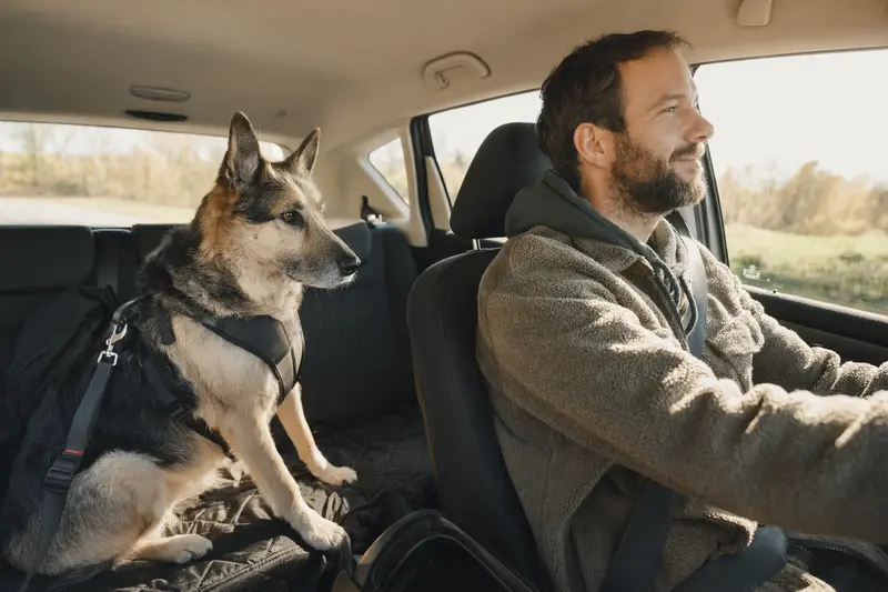 Ein bulgarischer Schäferhund sitzt angeschnallt auf der Rückbank eines Autos, während der Besitzer fährt.