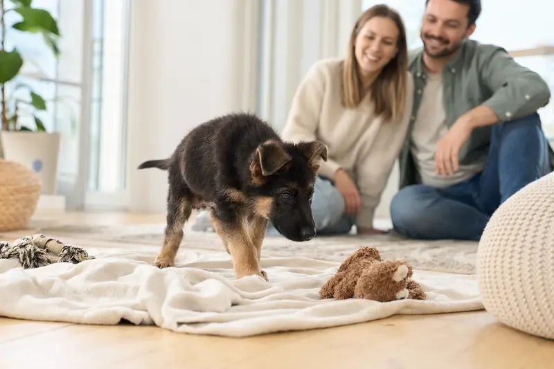 Ein junger Bulgarischer Schäferhund Welpe erkundet neugierig sein neues Zuhause mit Spielzeug und einer liebevollen Familie im Hintergrund.