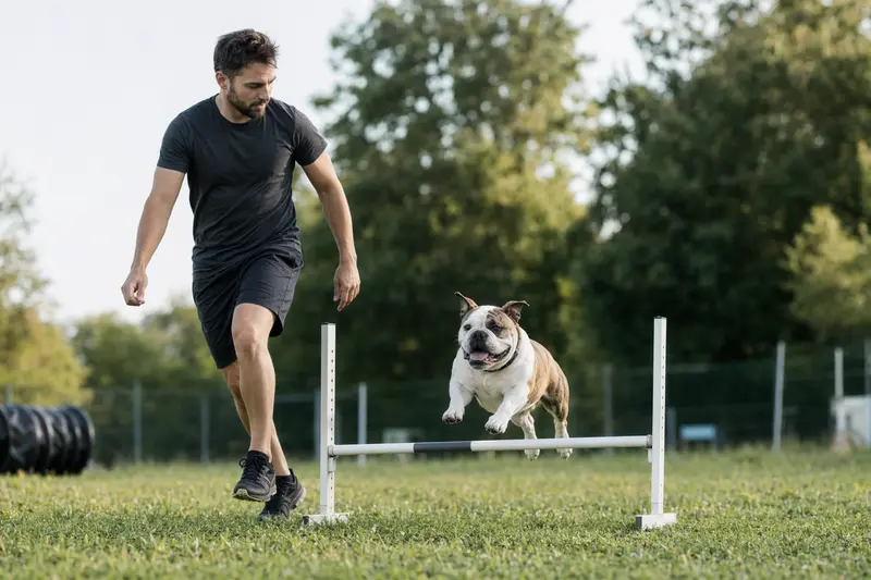 Eine aktive Bulldogge trainiert mit ihrem Besitzer auf einem Hundeplatz über eine kleine Hürde, in sonniger und sicherer Atmosphäre.