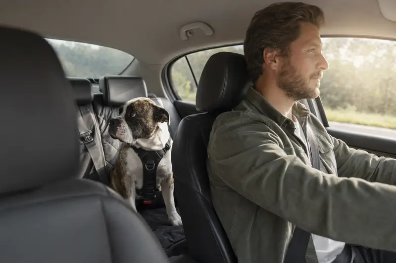 Eine Bulldogge sitzt sicher anschnallt auf der Rückbank eines Autos und genießt die Fahrt im Sonnenlicht.