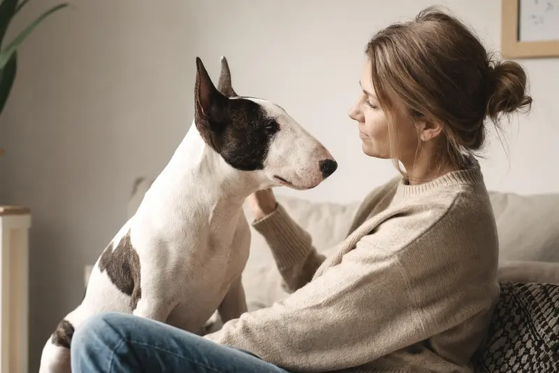 Ein aufmerksamer Bullterrier steht in natürlicher Haltung vor hellem neutralem Hintergrund.