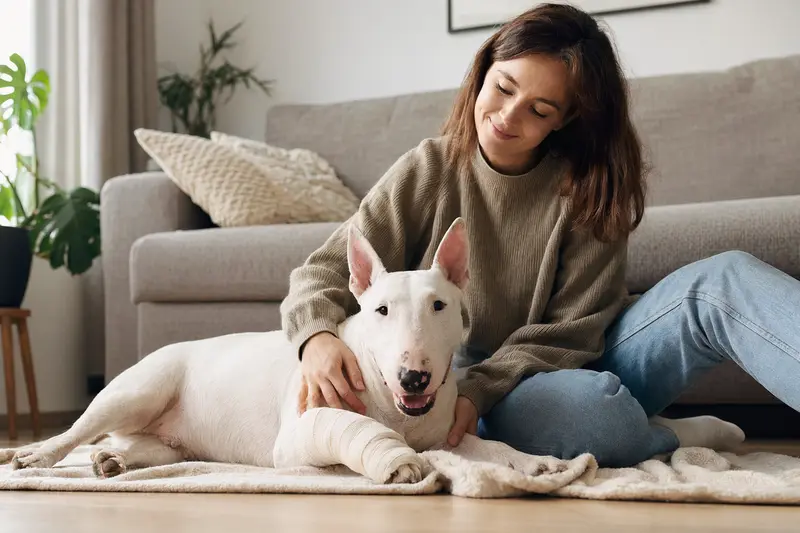Ein Bullterrier liegt mit einem leichten Verband an der Pfote entspannt auf einer Decke, während sein Besitzer beruhigt neben ihm sitzt.