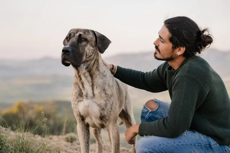 Ein aufmerksam stehender Bully Kutta Hund vor hellem Hintergrund in realistischer Porträtaufnahme.