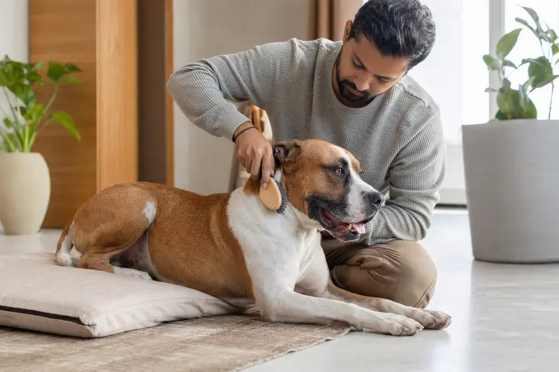 Ein Bully Kutta wird in einer hellen Wohnung sanft gebürstet, während sein Besitzer liebevoll die Fellpflege übernimmt.