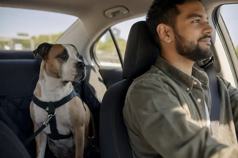 Ein sicher angeschnallter Bully Kutta Hund sitzt auf der Rückbank eines Autos, während der Besitzer entspannt fährt.