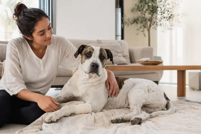Ein Bully Kutta Hund mit leichtem Verband an der Pfote liegt ruhig auf einer Decke, während sein Besitzer erleichtert neben ihm sitzt in einer hellen, fürsorglichen Wohnung.