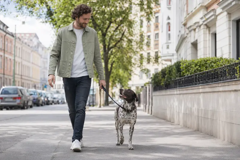Ein Burgos-Hühnerhund läuft ruhig an der Leine mit seinem Besitzer durch eine moderne Stadtstraße.