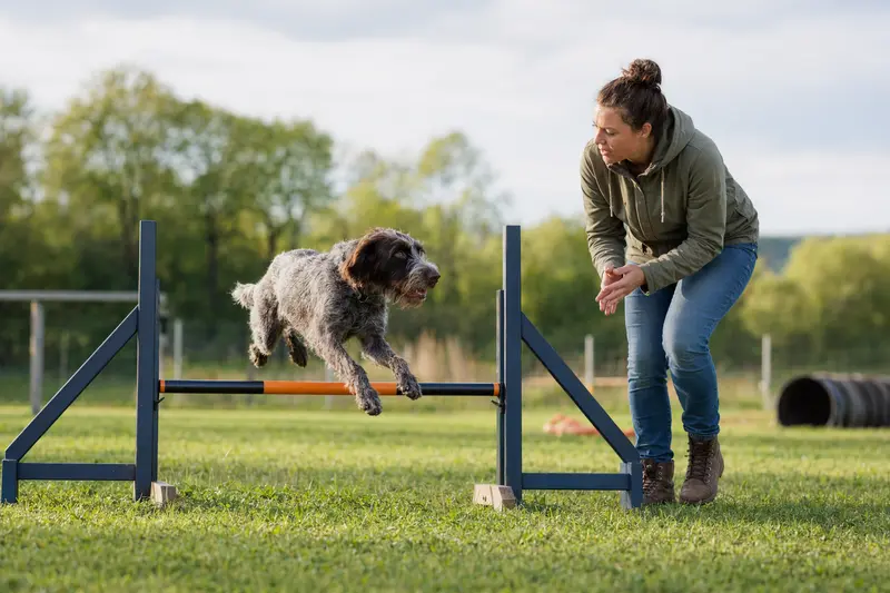 Ein Burgos-Hühnerhund springt mit seinem Besitzer über eine kleine Trainingshürde auf dem Hundeplatz.