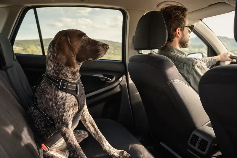 Ein Burgos-Hühnerhund sitzt auf der Rückbank eines Autos, sicher angeschnallt, während der ruhige Fahrer fährt.