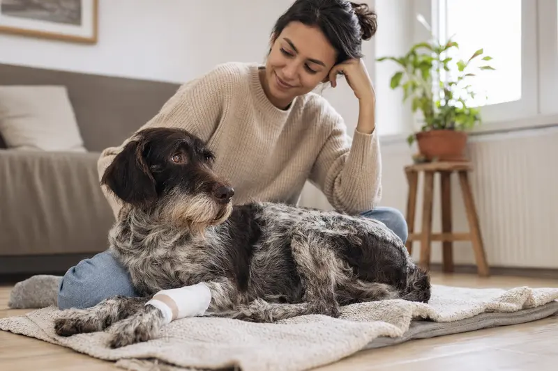 Ein Burgos-Hühnerhund mit Verband liegt entspannt auf einer Decke neben seinem Besitzer in einer hellen Wohnung.