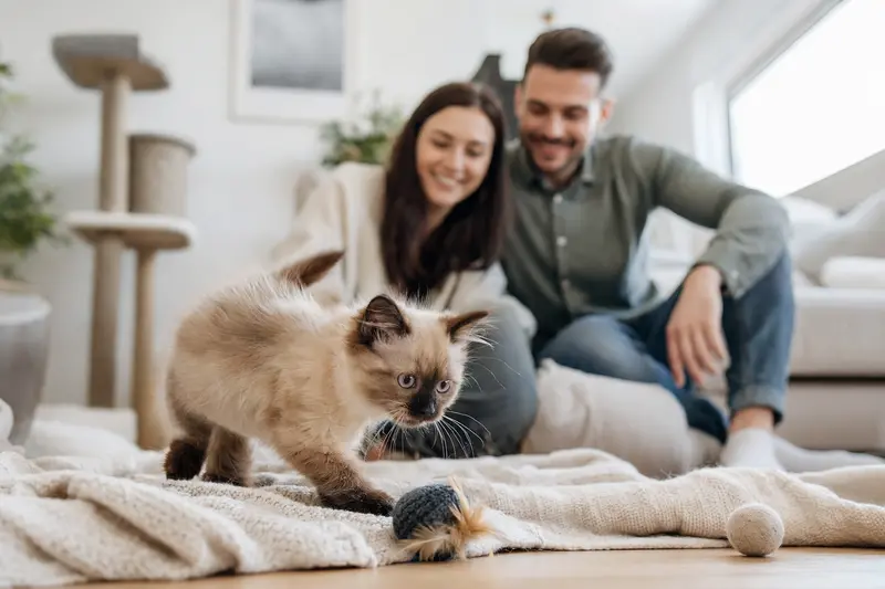 Ein neugieriges Burma Langhaar Katzen Kitten erkundet sein neues Zuhause mit einer weichen Decke und Spielzeug im Hintergrund.