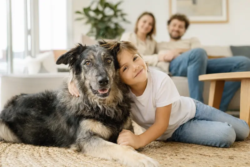 Ein freundlicher Ca de Bestiar Hund liegt entspannt neben einem Kind in einem hellen Wohnzimmer.