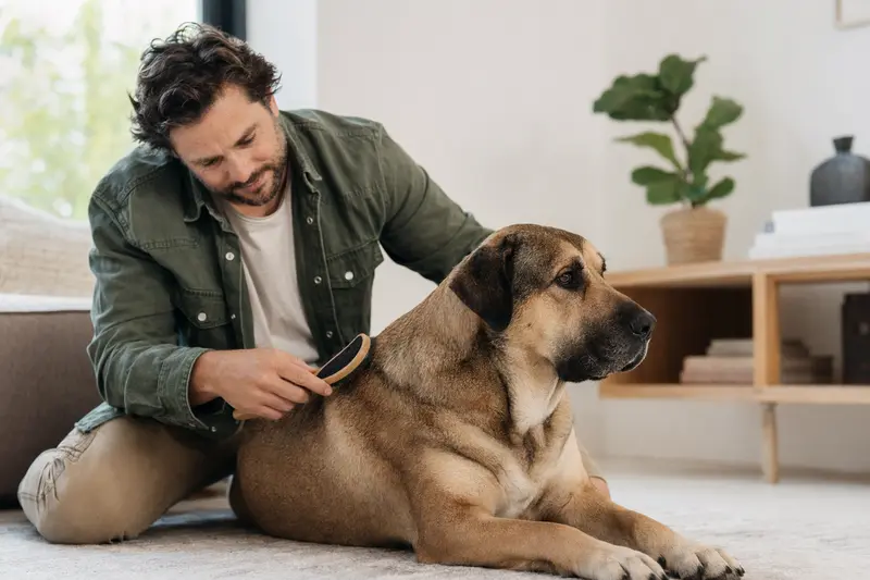 Ein Ca de Bestiar Hund wird in einer hellen Wohnung sanft gebürstet, während sich sein Besitzer liebevoll um die Fellpflege kümmert.