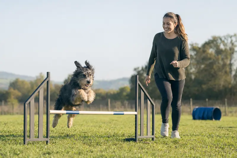 Ein Ca de Bestiar trainiert mit seinem Besitzer über eine kleine Hürde auf einem Hundeplatz bei Sonnenschein.