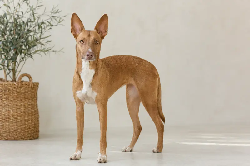 Ca de Rater Valencia Hund in aufmerksamer, natürlicher Haltung vor hellem Hintergrund als realistisches Hunde-Portrait.