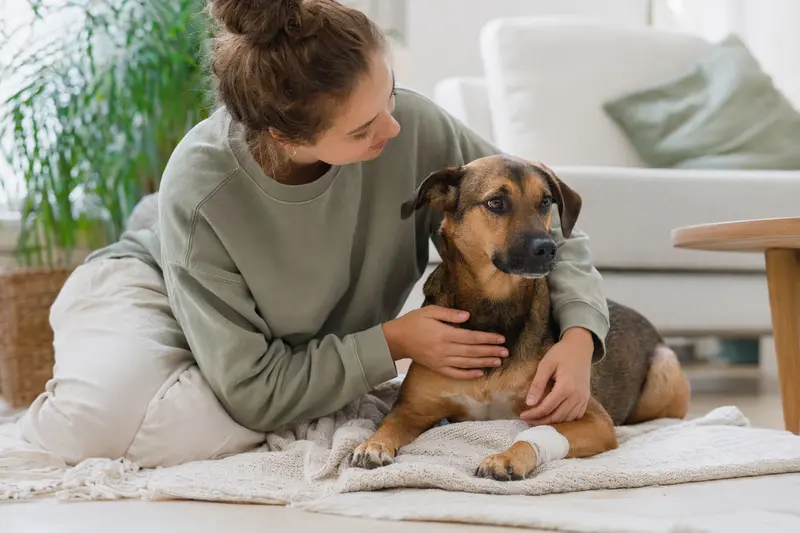 Ein Ca de Rater Valencia Hund mit leichtem Verband ruht auf einer Decke, während sein Besitzer beruhigt daneben sitzt.