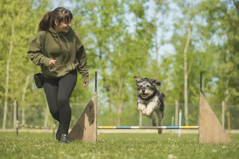 Ein aktiver Ca Eivissec Hund springt mit seinem Besitzer über eine kleine Trainingshürde auf dem Hundeplatz.