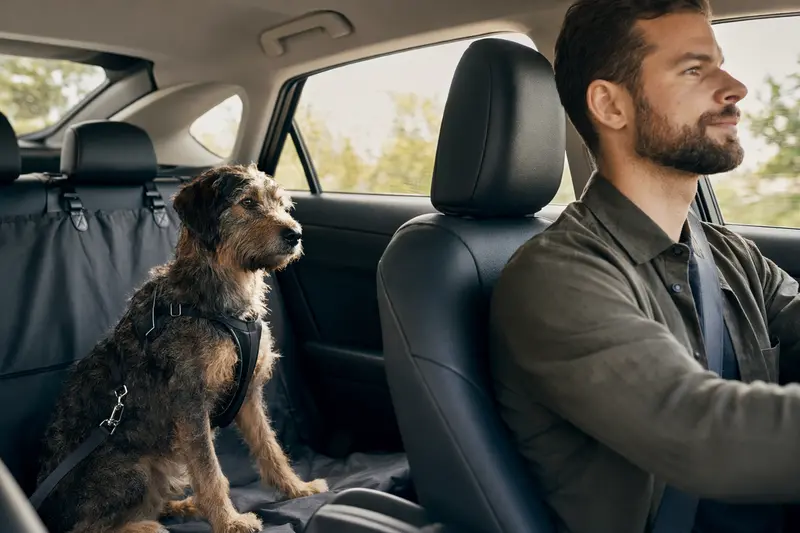 Ein sicher angeschnallter Hund auf der Rückbank eines Autos, während sein Besitzer entspannt fährt.