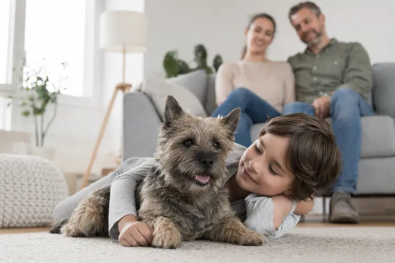 Ein freundlicher Cairn Terrier liegt entspannt neben einem Kind im Wohnzimmer, umgeben von Eltern.