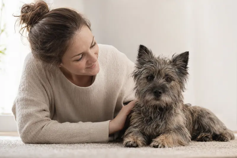 Ein aufmerksamer Cairn Terrier steht in natürlicher Haltung vor hellem Hintergrund.