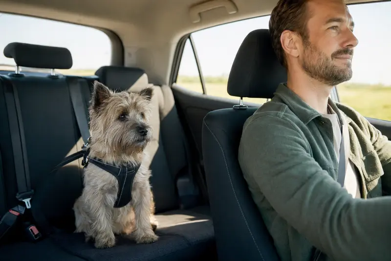 Ein Cairn Terrier sitzt sicher angeschnallt auf der Rückbank eines Autos, während der Besitzer fährt.