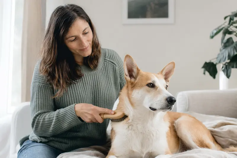 Ein Canaan Dog wird in einer hellen Wohnung liebevoll gebürstet und gepflegt.