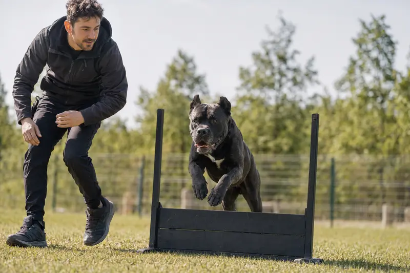 Ein aktiver Cane Corso springt mit seinem Besitzer über eine kleine Trainingshürde auf dem Hundeplatz.