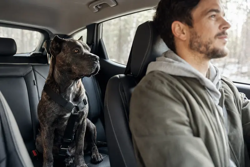 Ein Cane Corso Hund sitzt sicher angeschnallt auf der Rückbank eines Autos, während das Sonnenlicht durch das Fenster scheint.