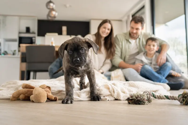 Ein junger Cane Corso Welpe erkundet neugierig seine neue, helle Wohnung mit Spielzeug und einer liebevollen Familie im Hintergrund.