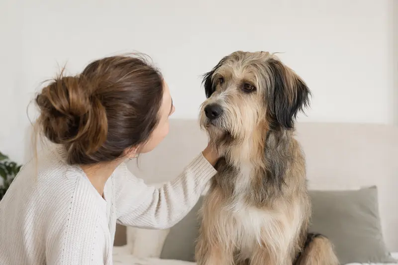 Ein Cane da Pastore steht aufmerksam in natürlicher Haltung vor hellem Hintergrund und zeigt die typische Fellstruktur der Rasse.
