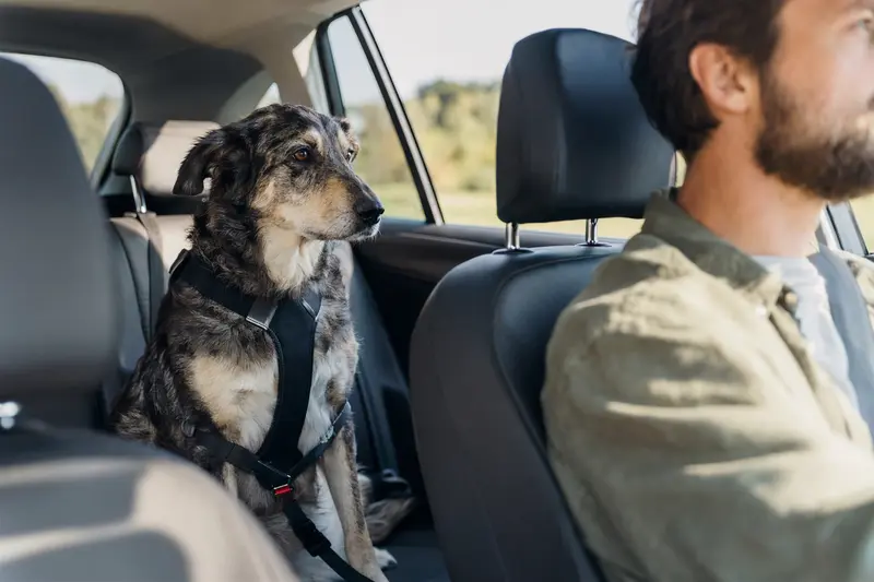 Ein Cane Da Pastore sitzt sicher angeschnallt auf der Rückbank eines Autos, während der Besitzer ruhig fährt.