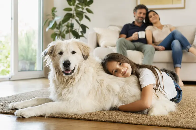 Ein Cane Da Pastore Maremmano Abruzzese liegt entspannt neben einem Kind im Wohnzimmer, während die Eltern im Hintergrund eine sichere Familienatmosphäre ausstrahlen.