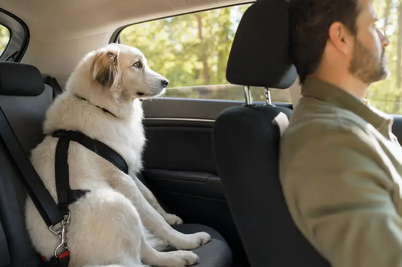 Ein sicher angeschnallter Cane da Pastore Maremmano Abruzzese sitzt auf der Rückbank eines Autos, während der Fahrer ruhig unterwegs ist.
