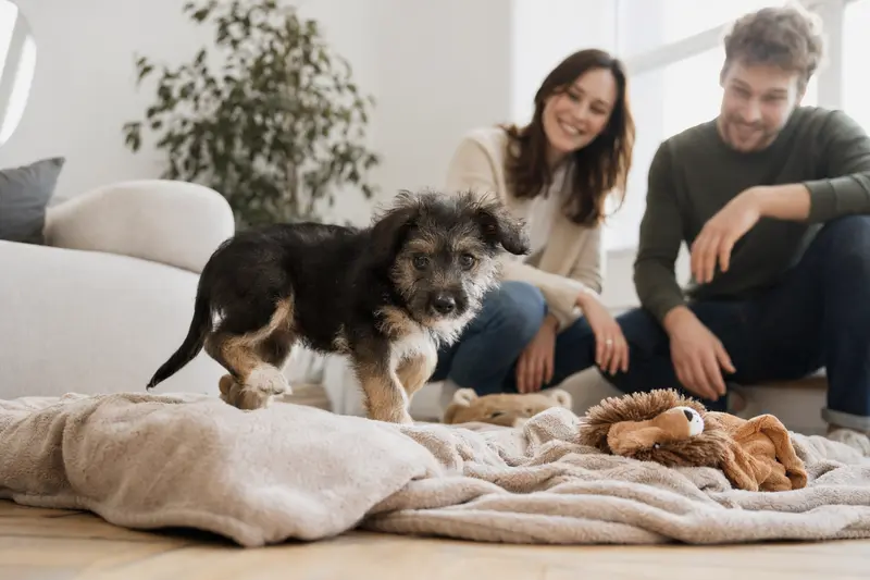 Junger Cane da Pastore Welpe entdeckt neugierig sein neues Zuhause mit weicher Decke und Spielzeug in einer hellen Wohnung.